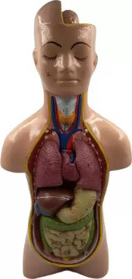 Labgo Human Torso Model Detachable 6 Parts For Educational Purpose Anatomical Body Model(Anatomical Body Model (Biological modal))