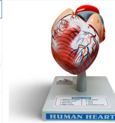 Labgo Human Heart Model Anatomical Body Model (For Educational Purpose) Anatomical Body Model(Human Heart Model Anatomical Body Model (For Educational Purpose))