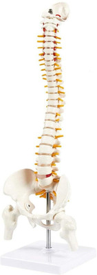 wkm 45cm Tall Human Vertebral Column Anatomy Spine Model for Chiropractor &Osteopath Anatomical Body Model(Learn Spinal Anatomy | Spine Model for Learning, Medical & Professional Use)