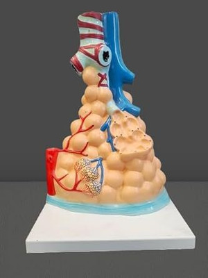 Artsy KI||Magnified Pulmonary Alveoli Model | 3D Human Lung Alveoli Structure Model Anatomical Body Model(Premium quality)