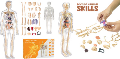 SPEEDFOX Educational Human Body Structure Model Toy – 3D Organ Puzzle for Learning(Multicolor)