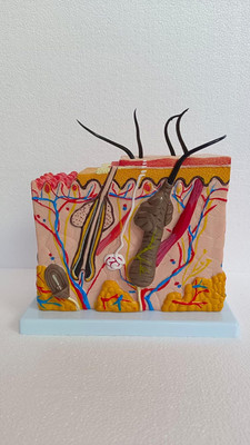 wkm 70X Enlarged Human Skin Anatomy Model with Labelled Structures Anatomical Body Model(Durable Model Ideal for Medical Education, Dermatology Training, and Science)