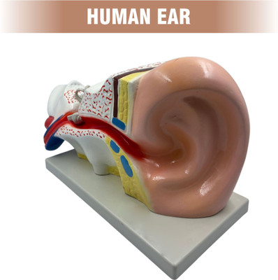 SunLix Human Ear For Educational Purpose Anatomical Body Model(Biological Modal)