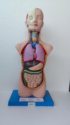 wkm Human Anatomy Torso Model Detachable Anatomical Body Model(Ideal for Medical Study, Anatomy Education & Classroom Demonstrations)