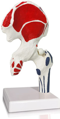 Labgo Hip Joint Model with Muscles, Human Body Anatomy Replica of Normal Muscled Anatomical Body Model(Hip Bone for Doctors Office Educational Tool)