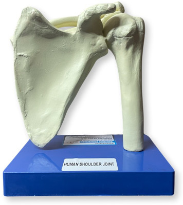 SunLix Human Shoulder Joint Model For Educational Purpose Anatomical Body Model(INDIAN QUALITY)
