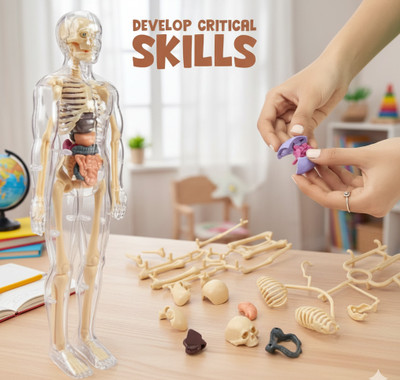 A Cube Imagina 3D human body model for kids | anatomy & organ 3D puzzle toy Anatomical Body Model(Science project kit)