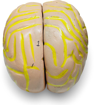 SunLix Human Brain Model Anatomical Body Model(Educational Purpose for Schools and Colleges)