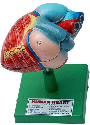 Bello Anatomically Heart Model for Biology Medical Study, Display Medical Teaching Anatomical Body Model(Anatomy model)