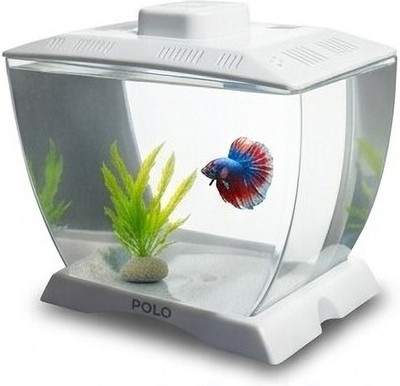 Trendy Bay Mini Betta Fish Tank with Decor | Small Desktop Aquarium Bowl for Guppy & Tetra Concave View Aquarium Tank(2 L)