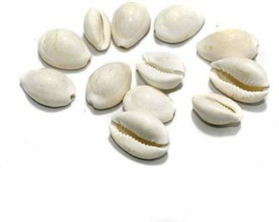 Zilzon Natural Cowrie Shell Bead for Jewellery Making and Beading Project Pack of100Pcs