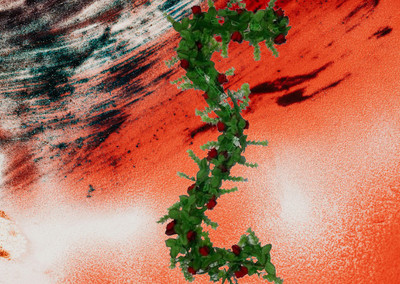 Dynamic Retail Global Artificial Hanging Flowers Plant Wall Hanging Garland Chain Home Decor OU1172 Multicolor Rose Artificial Flower(5 cm, Pack of 1, Vine & Creepers)