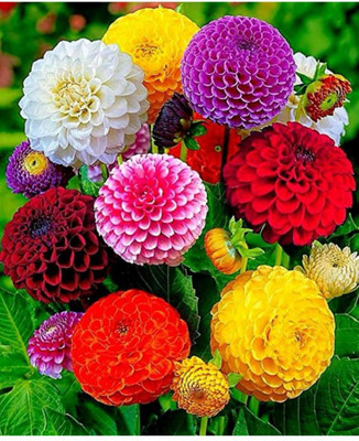 Krishna Store flover mix Seed(20 per packet)