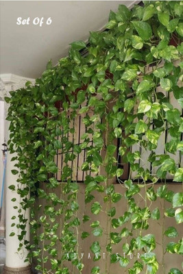 Adyant 8ft set of 6 Artificial Money Plant Vine For|Home|Wall|Garden|Decoration Green Anthurium Artificial Flower(243.84 cm, Pack of 6, Vine & Creepers)