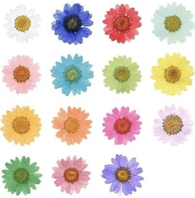 Revees Clive 12 cm Luxury Dry Flower Box Daisy Real Dried & Pressed Daisy Flowers for Art Craft Self Adhesive Sticker(Pack of 1)