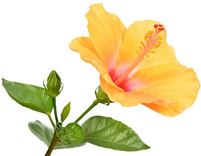 AJAY Yellow Rose Artificial Flower  with Pot(14 inch, Pack of 1, Single Flower)