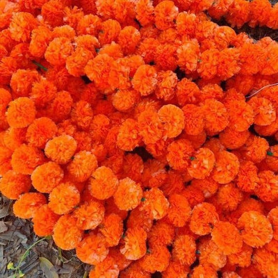 zoanto Orange Marigold Artificial Flower(60 cm, Pack of 5, Garlands)