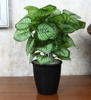 Foliyaj Artificial Calathea Plant with Black Pot Wild Artificial Plant  with Pot(32 cm, Green)