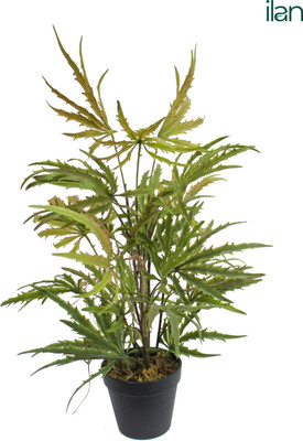 ILAN INDIA | Artificial Maple Plant | 2 ft | PE Leaves | Artificial Plant(60.96 cm, Green)