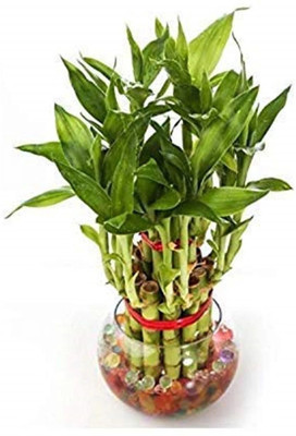 Real Nature 2 Layer Lucky Bamboo with Round Glass Bowl and Colored Jelly Balls Wild Artificial Plant  with Pot(15 cm, Green)