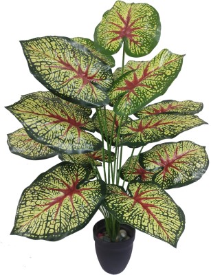 BAARIG Tropical Caladium Money Plant | 18 Leaves Indoor Decor Plant With Black Pot Artificial Plant  with Pot(60 cm, Red, Green)