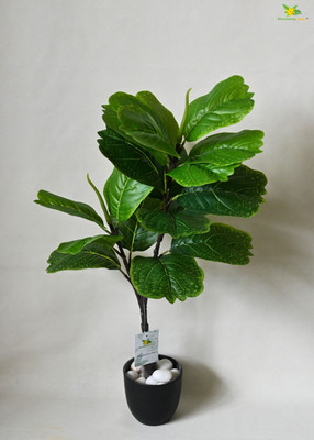 blooming floret NEW25_Artificial Fiddle-leaf Fig Home/Office decor, Gift | 19 Leaves Artificial Plant  with Pot(71.12 cm, Green)
