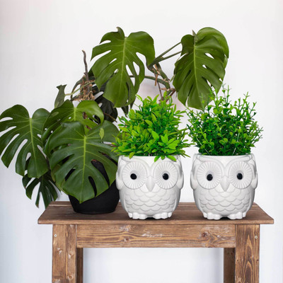 Asharya Pack Of 2 Artificial Ferns & Grass Plant With Owl Pot |For-Home Décor & Office Bonsai Wild Artificial Plant  with Pot(21 cm, Green)