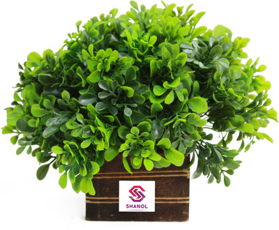 Leafora Artificial Green Fenugreek leaves plant with white heavy plastic pot , wild Plan Wild Artificial Plant  with Pot(16 cm, Green)