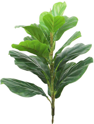 FOURWALLS Fiddle Leaf Fig Without Pot for Home and Office D�cor Artificial Plant(80 cm, Green)