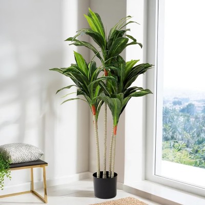 The Better Home Artificial Corn Plant with Plastic Pot | Tall Artificial Tree for Home Decor | Artificial Plant  with Pot(22 cm, Green)