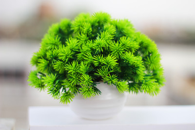 shanol artificial plastic plants with pot for office table and home decoration Wild Artificial Plant  with Pot(18 cm, Green)