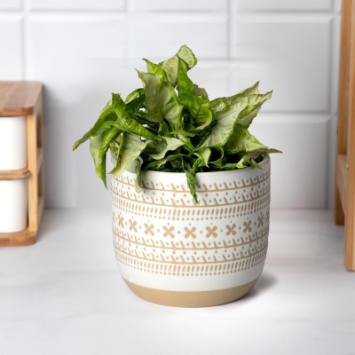 anko Debossed Stoneware Planter Stoneware Vase(13.5 cm, White, Gold)