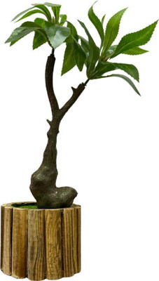 GREENISH Artificial Plant with Pot | Realistic Looking - No Maintenance| Bonsai Wild Artificial Plant  with Pot(35 cm, Green)