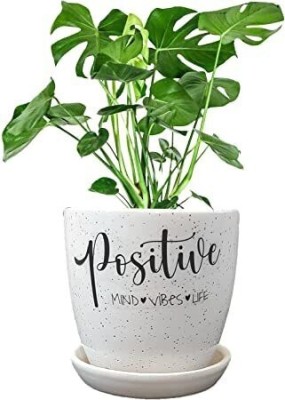 MUMU Ceramic planters pot with Quotes for garden | Positive mind, vibes, life Artificial Plant  with Pot(10 cm, Green, White)