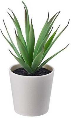 IKEA Digital Shoppy IKEA Artificial Succulent Plant with EVA Plastic Artificial Plant  with Pot(14 cm, Green)