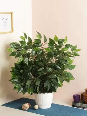 Spoton Hub Artificial Trees Ficus for Your Home Decor Set of 6Pcs Artificial Plant(60 cm, Green)