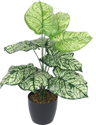 Home Bloom Artificial PVC Big Leaves Plants for Indoor & Outdoor with pot (12 Leaves, Bonsai Artificial Plant  with Pot(55 cm, Multicolor)