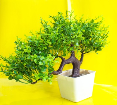 shanol Artificial Green Fenugreek leaves Bonsai tree for office table home decor Bonsai Wild Artificial Plant  with Pot(22 cm, Green, Brown)