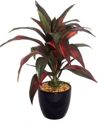 De Gardenia De Gardenia Dracaena/Aglaonema Red with Ceramic Pot Bonsai Artificial Plant  with Pot(24 cm, Red)