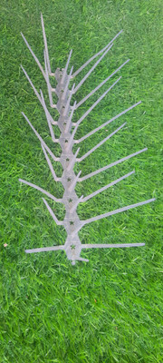 Geon Bird Spike