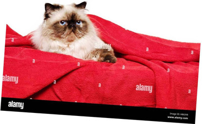 SPENTO Abstract Single Mink Blanket for  Mild Winter(Microfiber, Maroon 32)