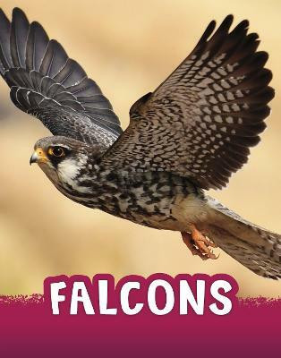 Falcons(English, Hardcover, Jaycox Jaclyn)