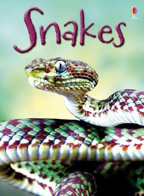 Snakes(English, Hardcover, Maclaine James)