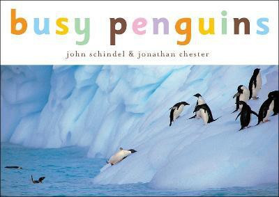 Busy Penguins(English, Board book, Schindel John)