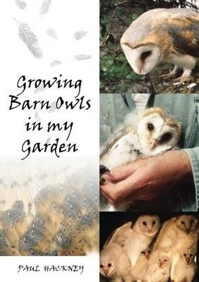 Growing Barn Owls in My Garden(English, Paperback, Hackney Paul)