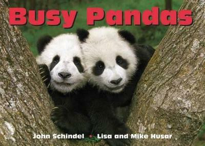 Busy Pandas(English, Board book, Schindel John)