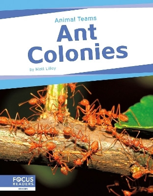 Animal Teams: Ant Colonies(English, Hardcover, Lilley Matt)