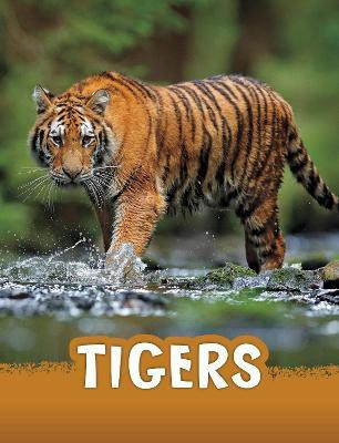 Tigers(English, Hardcover, Jaycox Jaclyn)