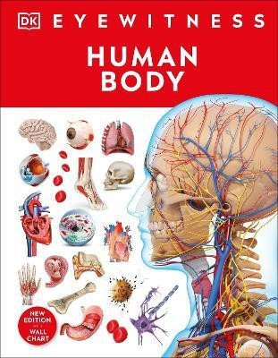 Human Body(English, Hardcover, DK)