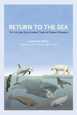 Return to the Sea(English, Hardcover, Berta Annalisa)